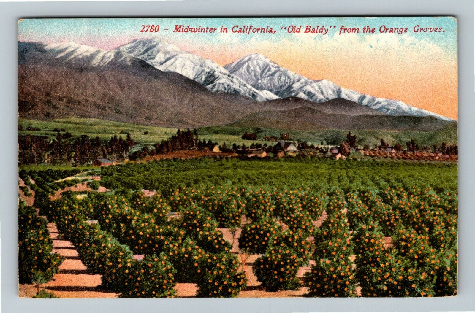 Midwinter CA-California, Aerial View, Orange Groves, c1912 Vintage Postcard