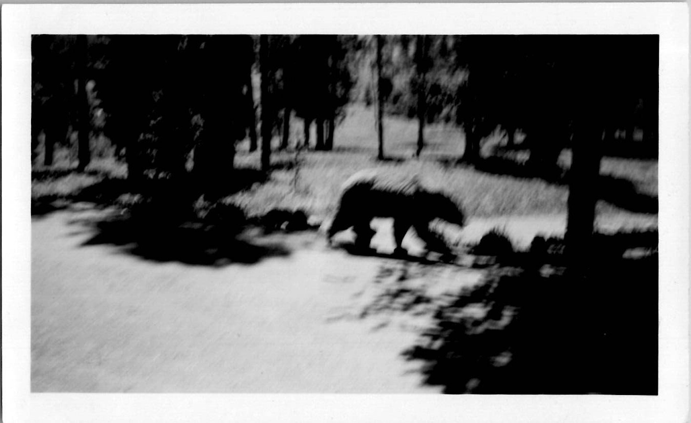 Bear Cubs Yellowstone National Park Apollinaris Snapshot 1940s Vintage Photo