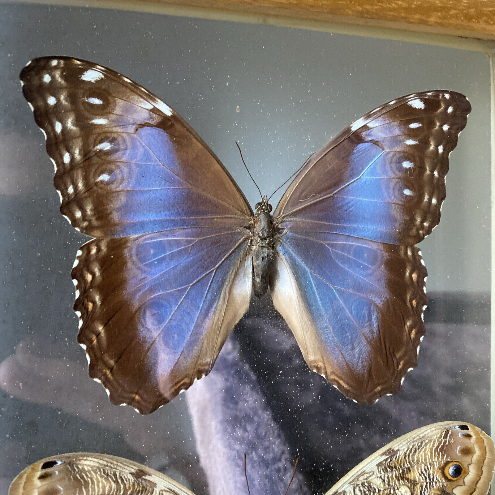 Morpho Helenor & Caligo Eurilochus Butterfly Mounted Costa Rica