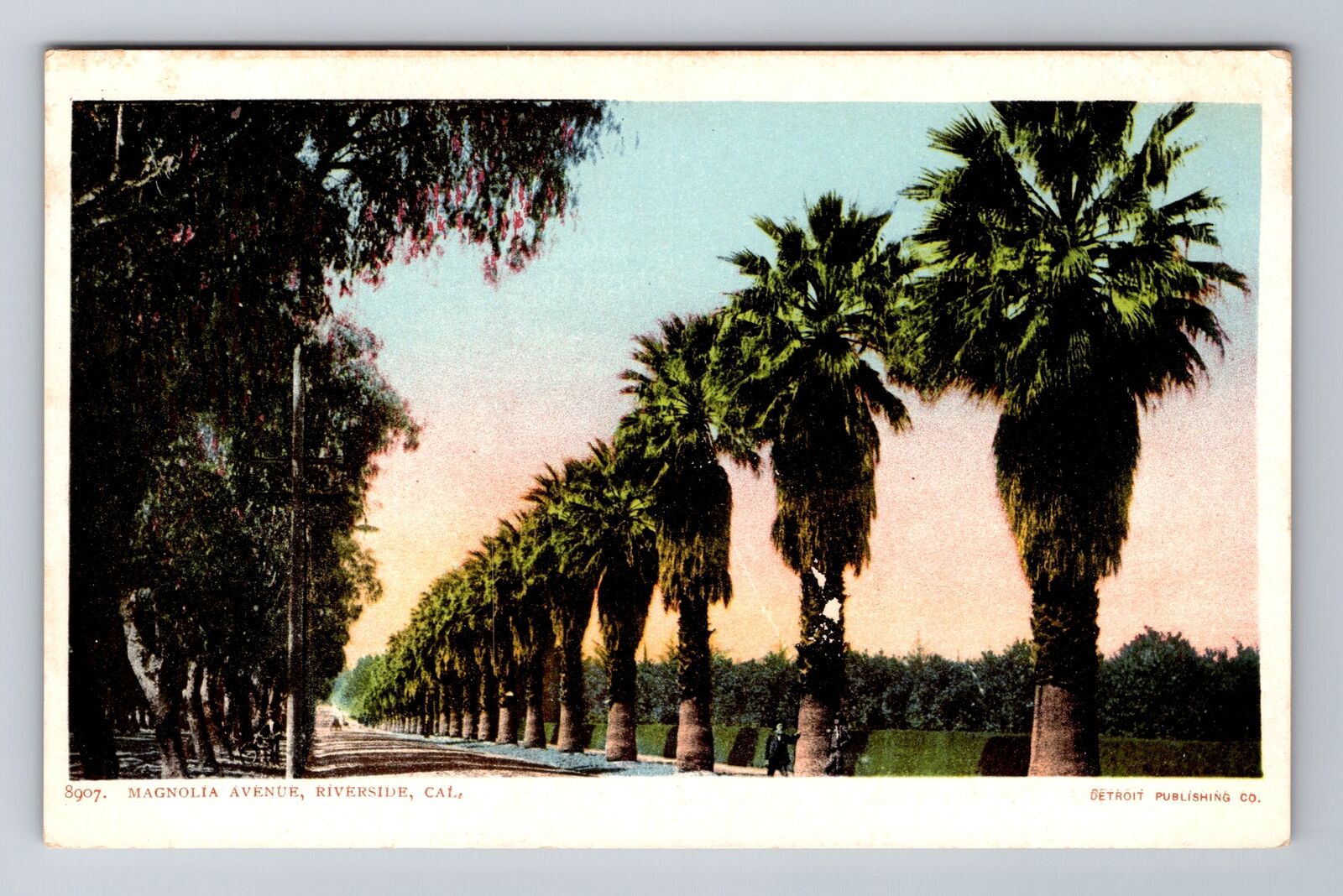 Riverside CA-California, Magnolia Avenue, Antique, Vintage Souvenir Postcard