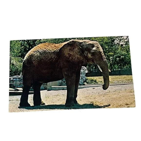 Postcard St Louis Zoological Park Missouri Elephant Vintage B121