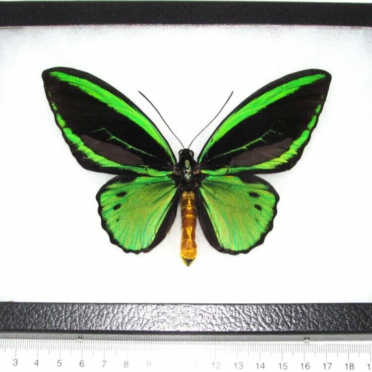 Ornithoptera pria REAL FRAMED BUTTERFLY GREEN BLACK ARFAK