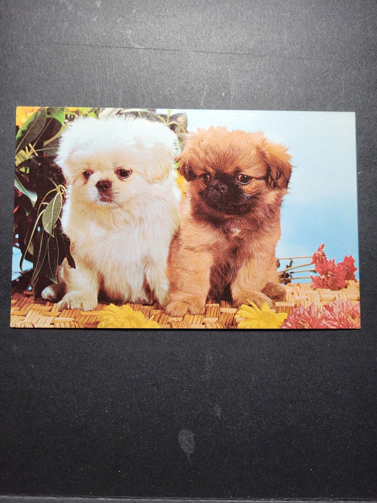 Animals Postcard Beautiful Mixed Doubles Lovely Puppies