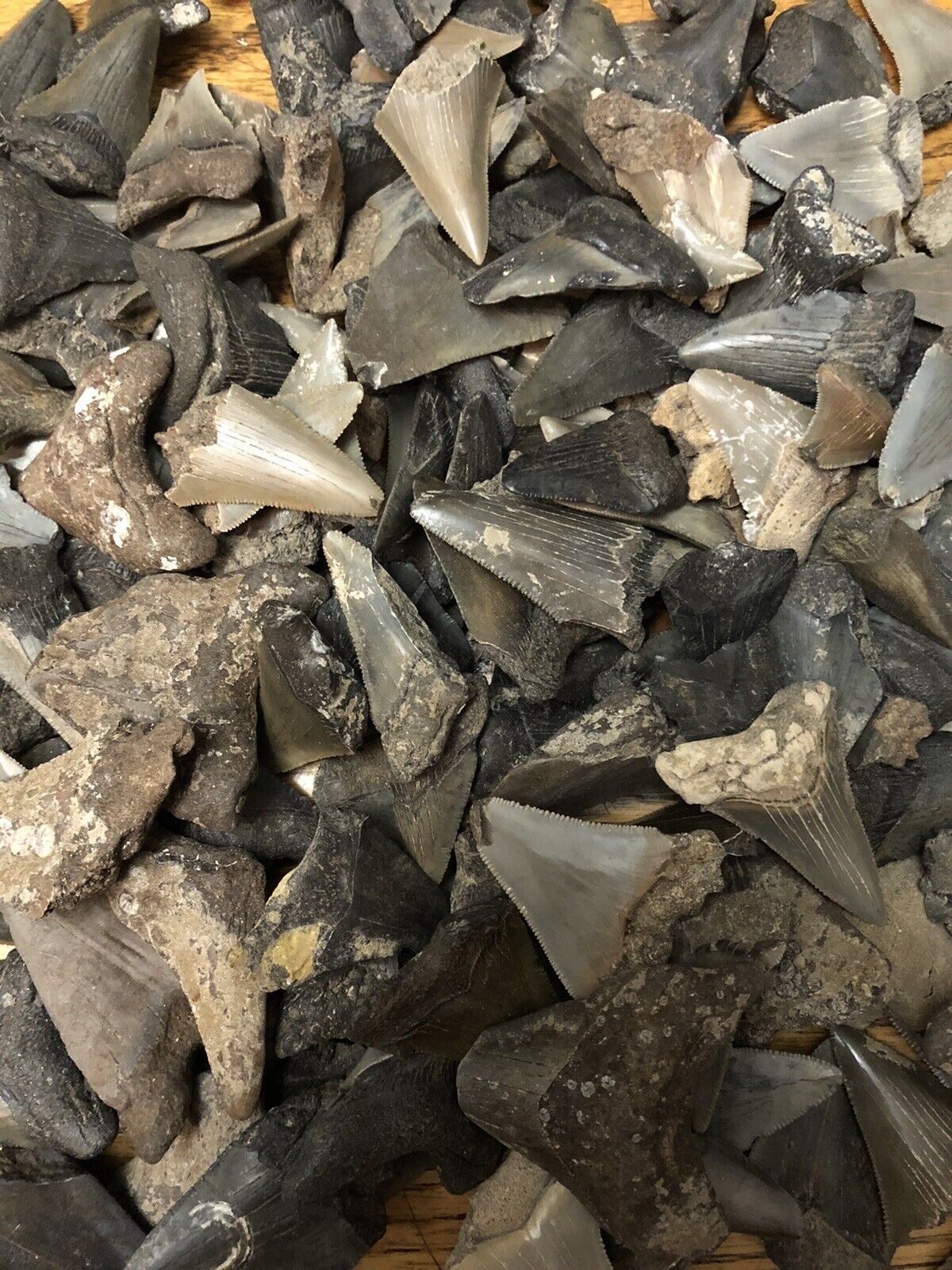 Shark Tooth Lot Of 10 Megalodon And Angustiden Teeth Fossil Shark Tooth