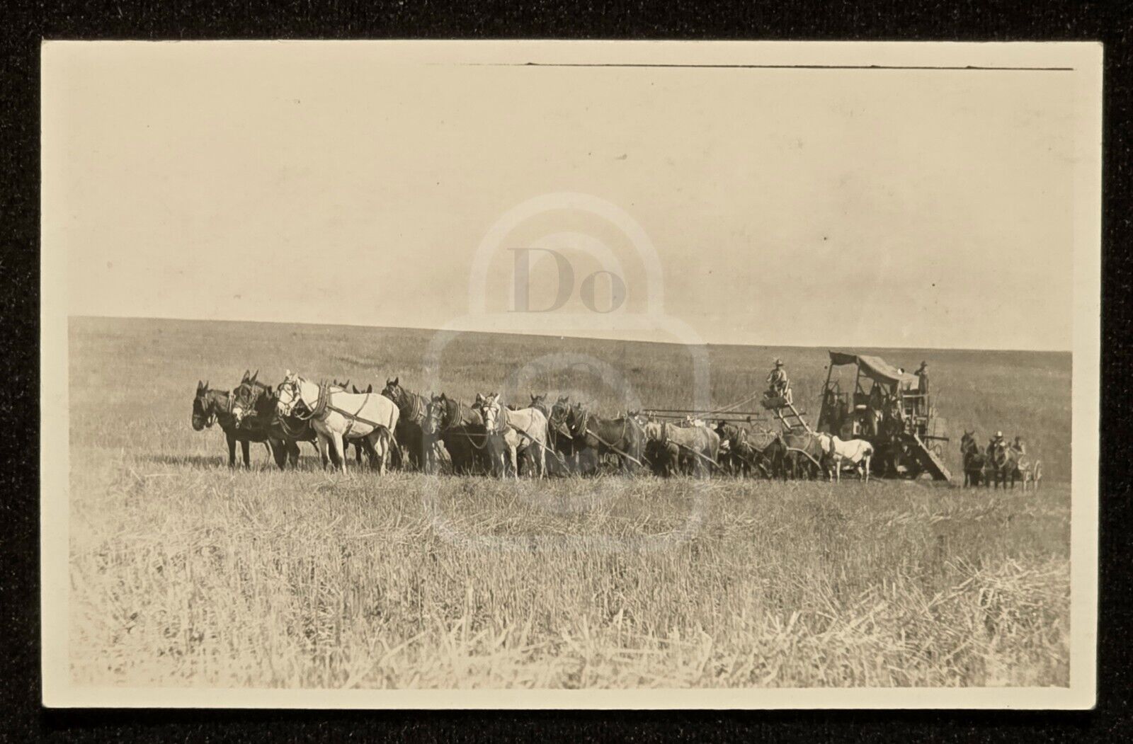 Early RPPC Farming Scene with Harvester. Scio, Oregon. C 1910's 
