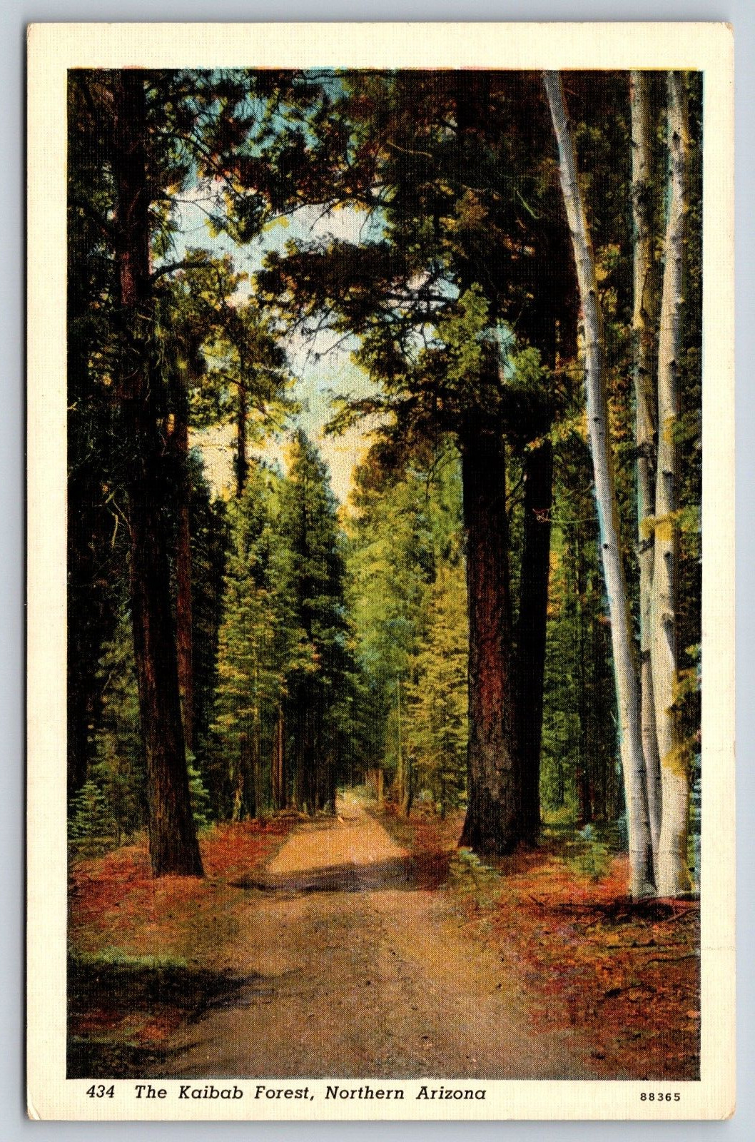 The Kaibab Forest Northern Arizona AZ Vintage Postcard