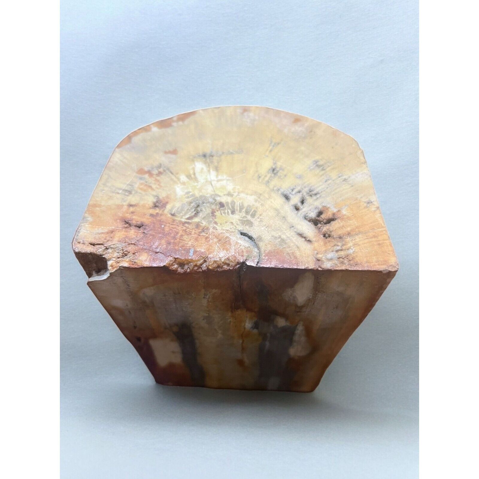 Vintage Heavy Petrified Wood Stone Polished 10 lb+ 6 3/8\