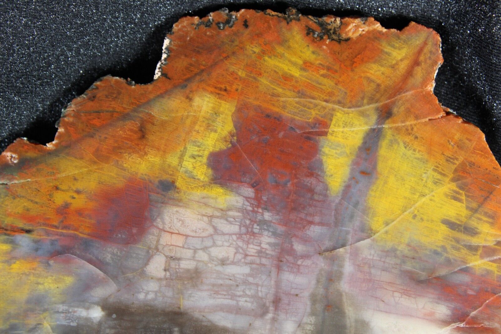 PJ:  Arizona Petrified Wood Slab - 1 Lb, I Oz - Colorrzzz 