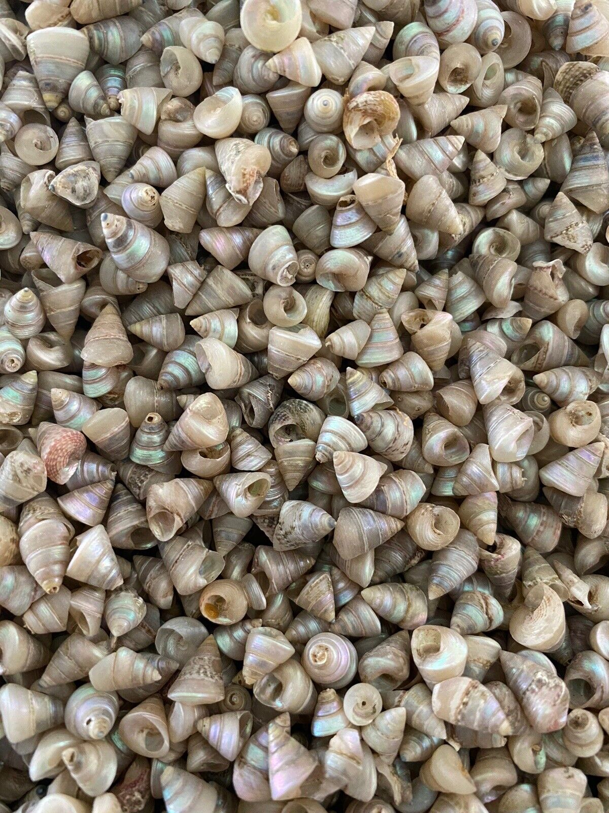 400 PEARLED TINY SEA SHELLS -0.25 And Under - Craft Shell Lot All Natural
