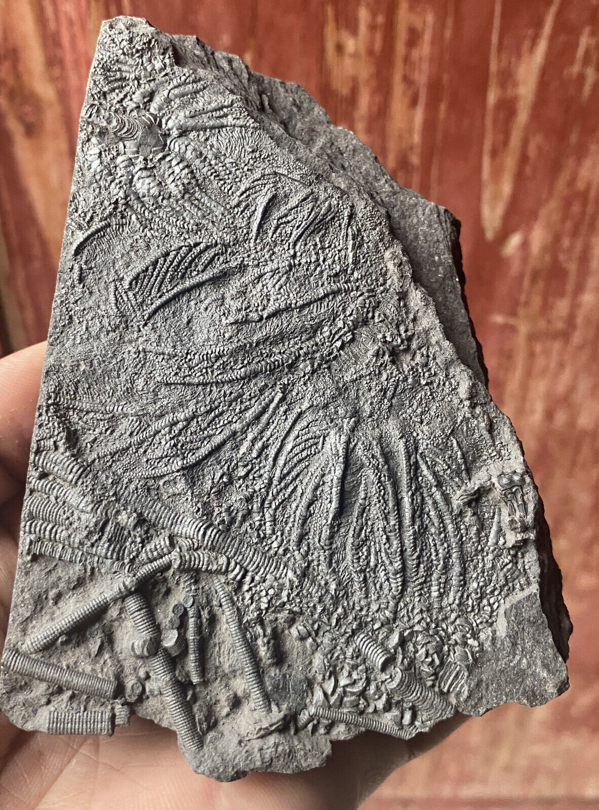 Natural Devonian prehistoric Jurassic biota crinoids Fossils
