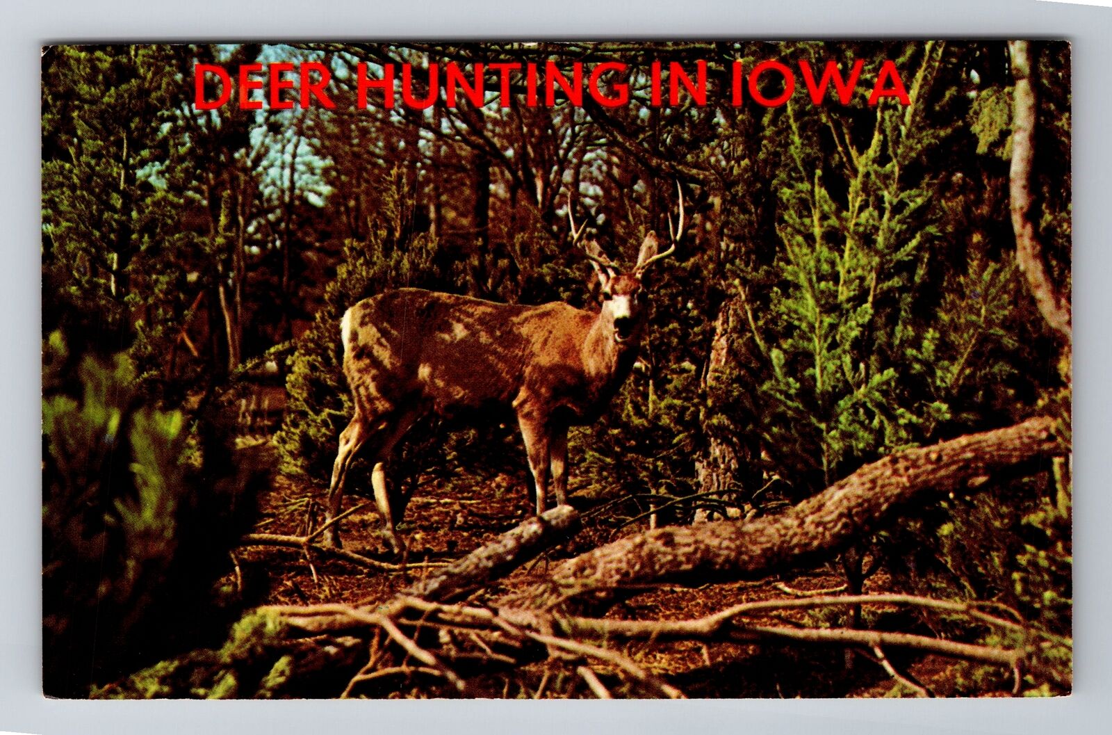 IA-Iowa, General Greetings, Antique, Vintage Souvenir Postcard