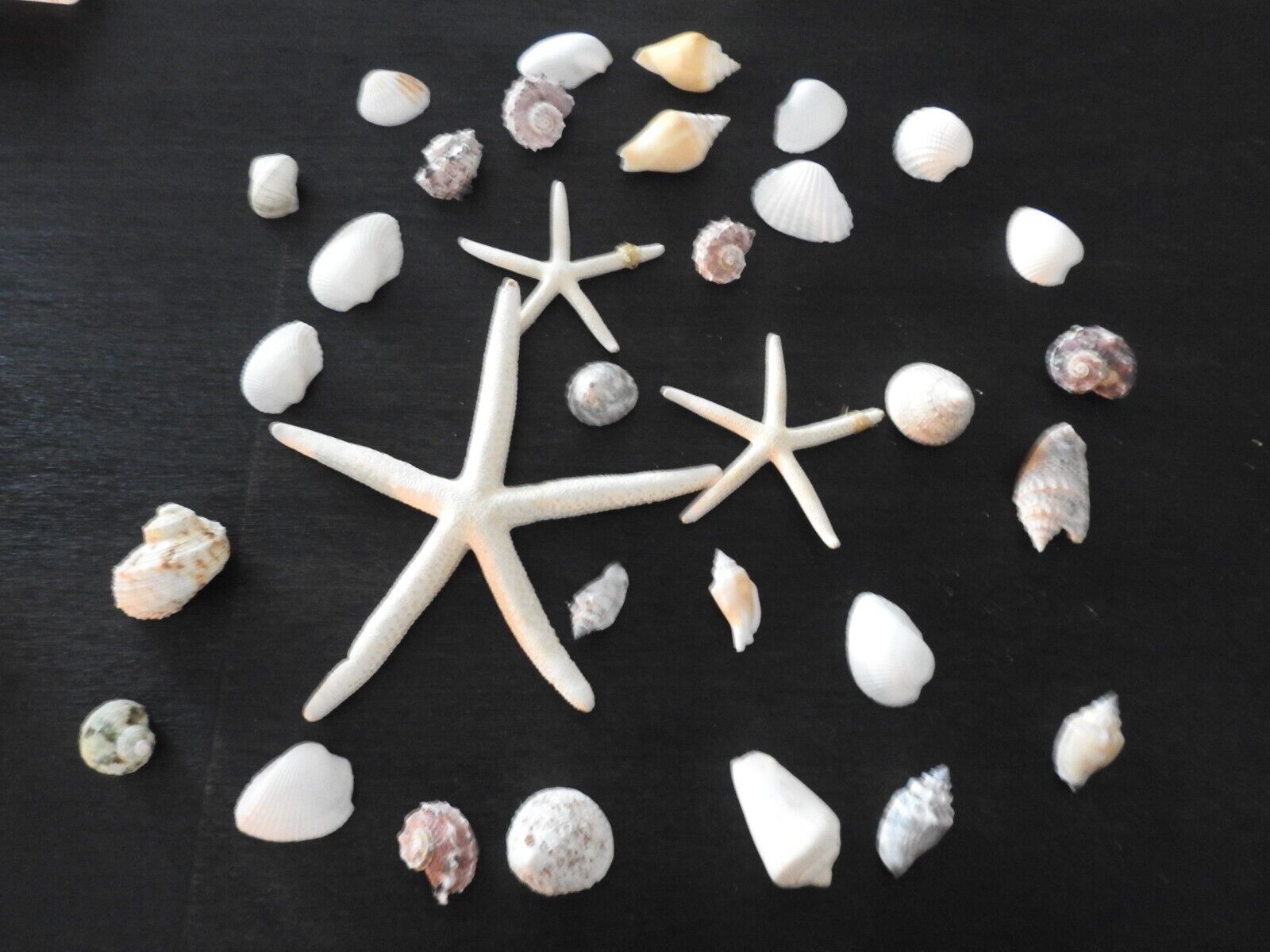 Lot of 32 Seashells starfish conch scallops Nautical Beach Decor