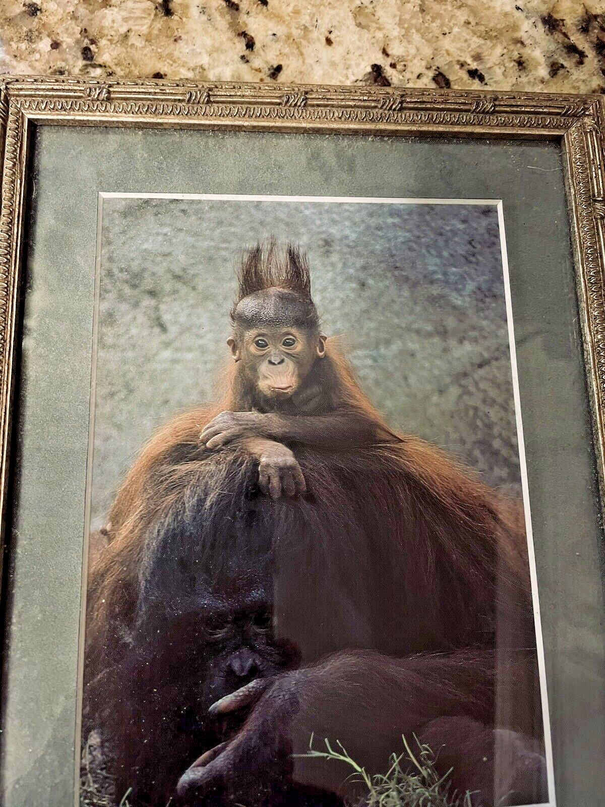 Framed Photo Orangutan Mother & Baby w Funny Face & Hair Sticking Straight Up