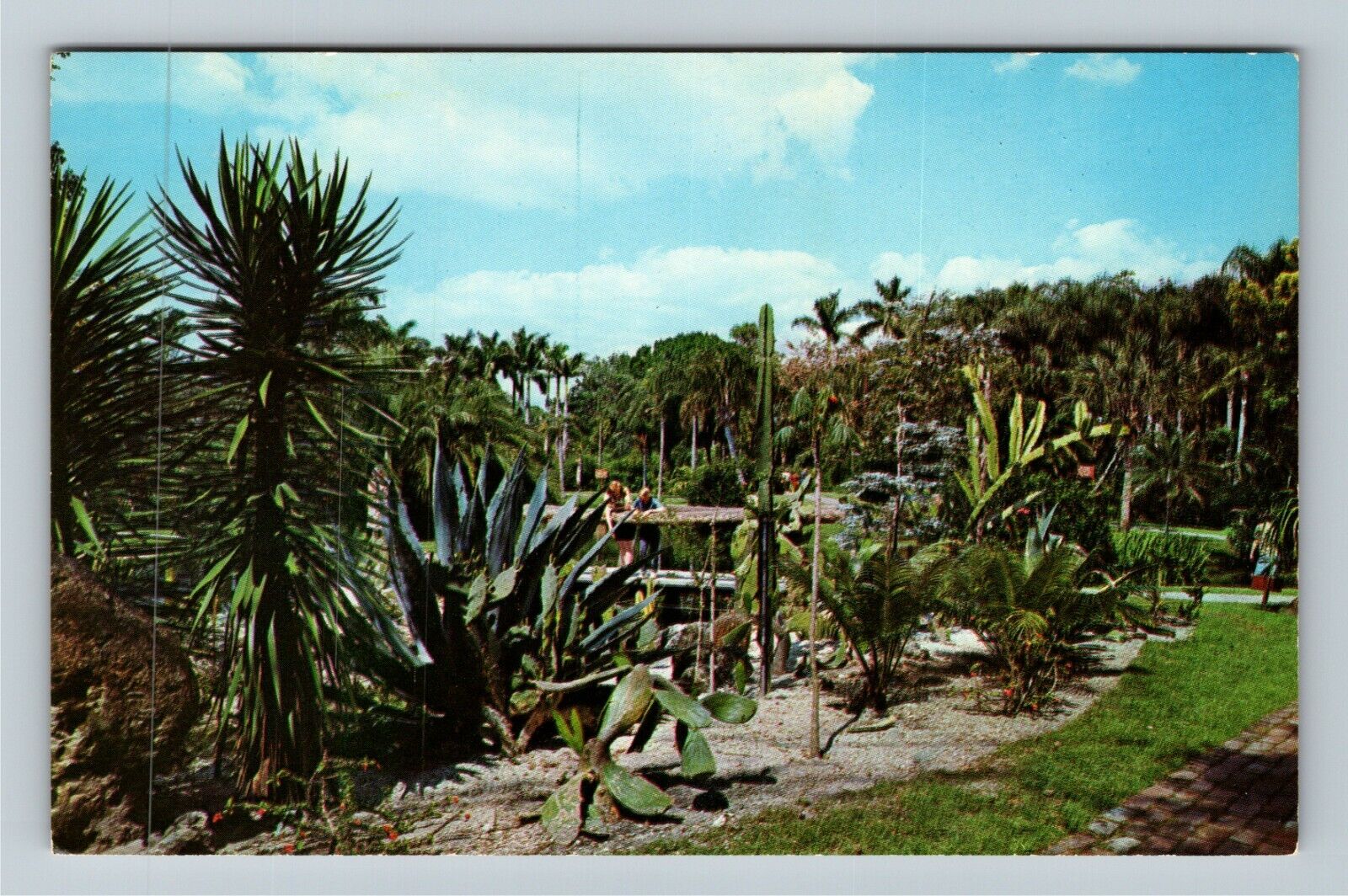 Sarasota FL-Florida Cactus Garden At Jungle Gardens, Antique Vintage Postcard