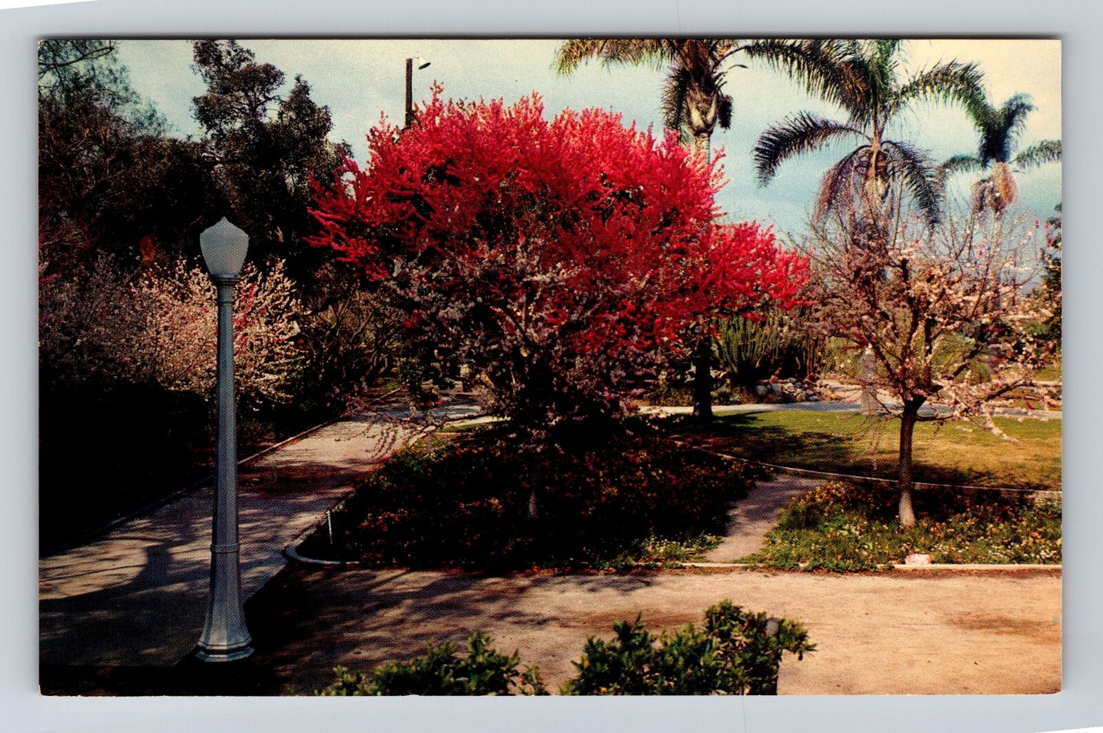 Anaheim CA- California, Spring In Anaheim City Park, Antique, Vintage Postcard