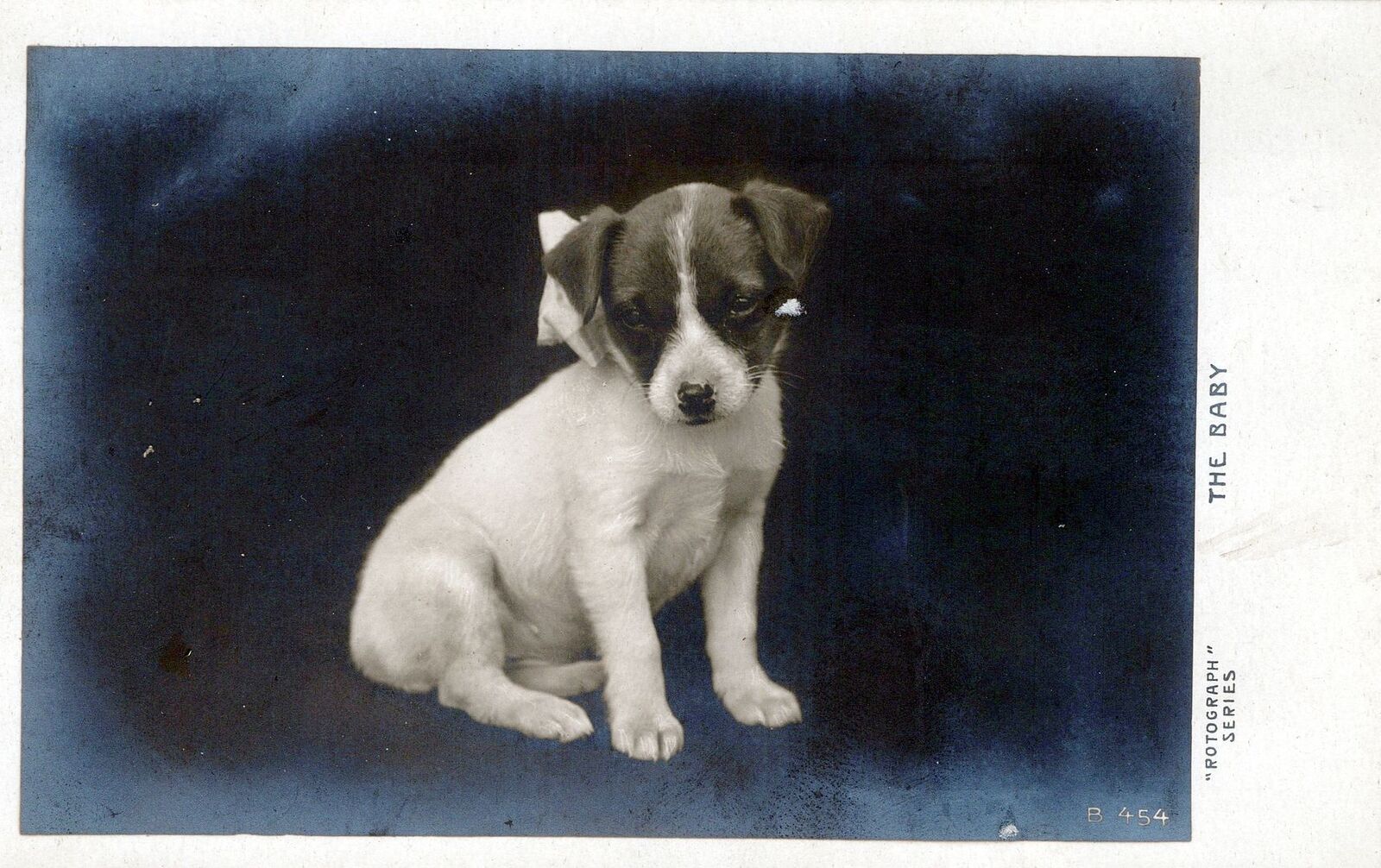 Puppy The Baby Rotograph Real Photo Postcard rppc