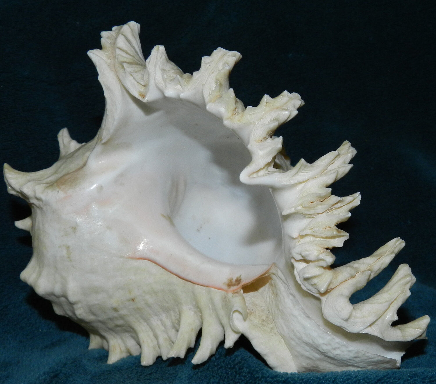 GORGEOUS UNIQUE SPIKY CONCH SHELL NAUTICAL WOW