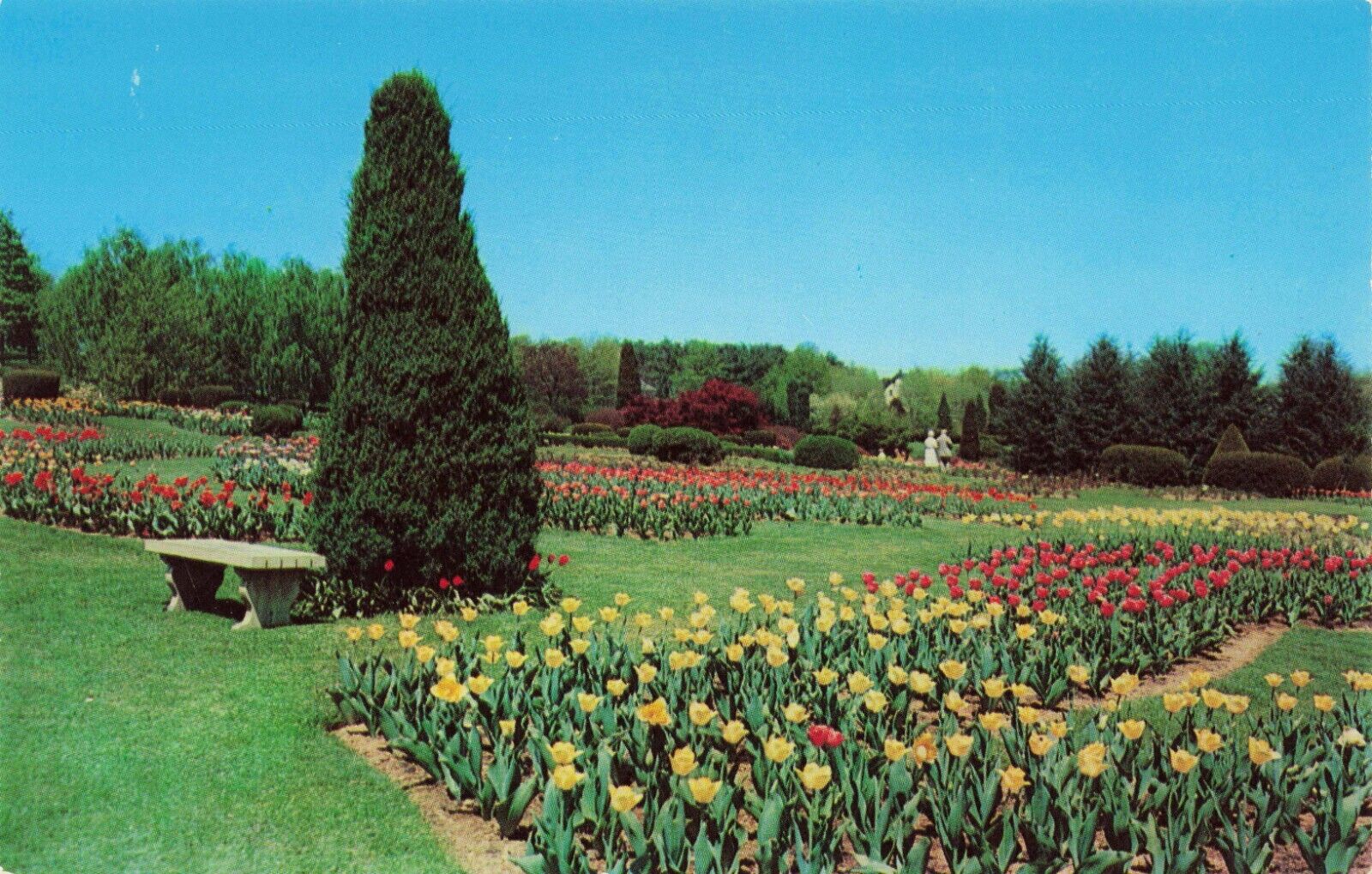 Postcard Rose Gardens - Tulips, Hershey, Pennsylvania, PA Vintage
