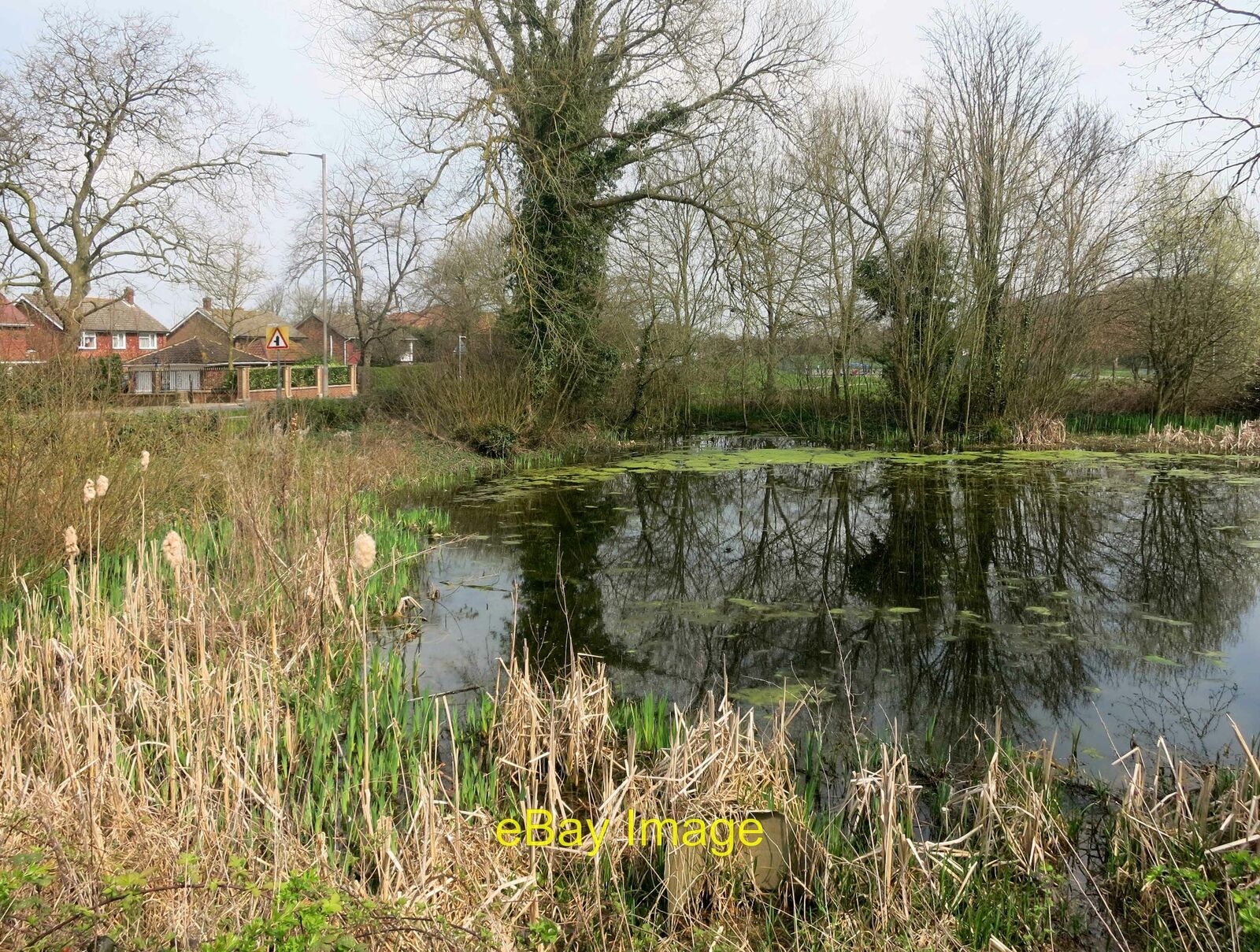 Photo 12x8 Small Pond in Chigwell Row  c2015