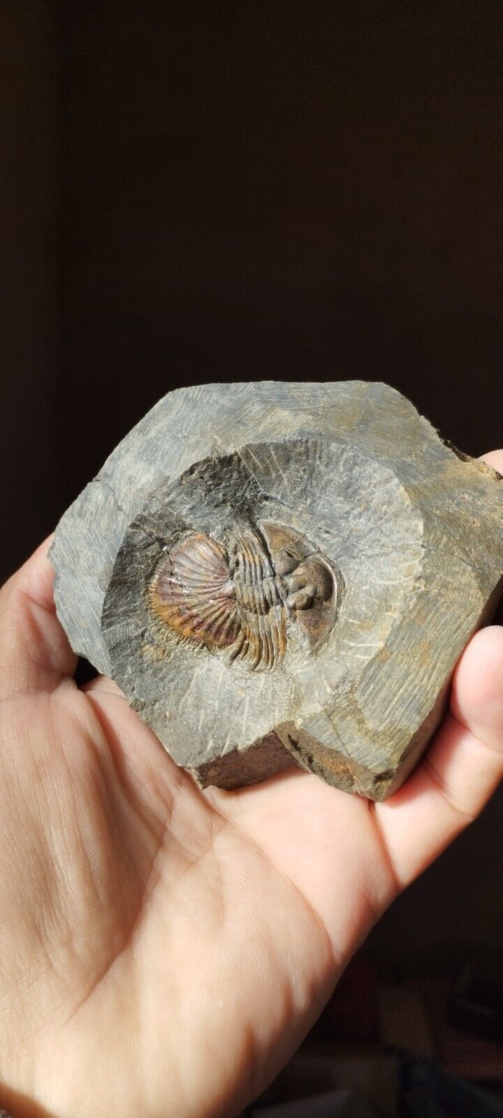 1.5 inch Rare Trilobite Thysanopeltis trilobite Devonian Fossil From Morocco