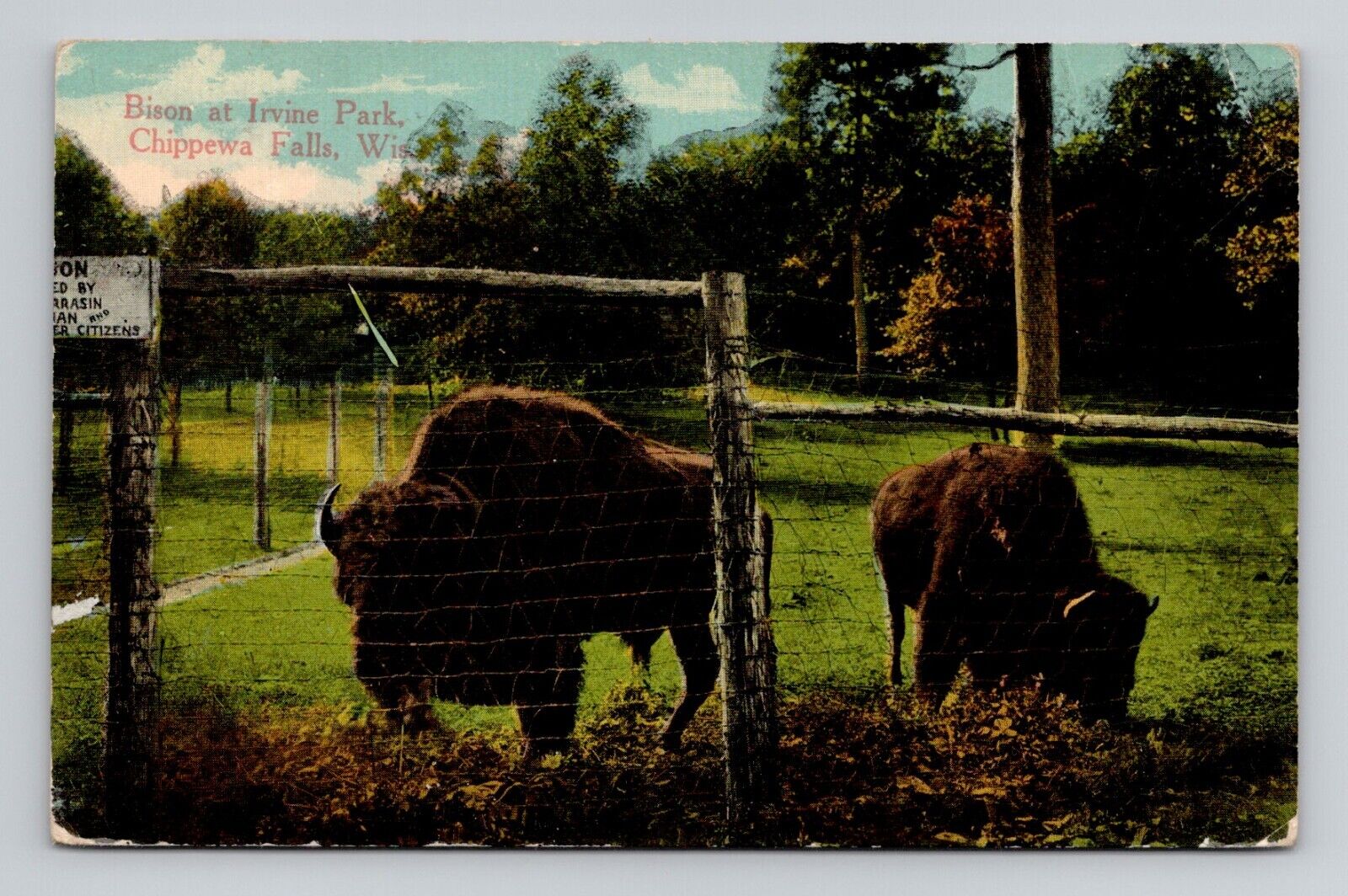 Postcard Bison Irvine Park Chippewa Falls Wisconsin, Antique L5