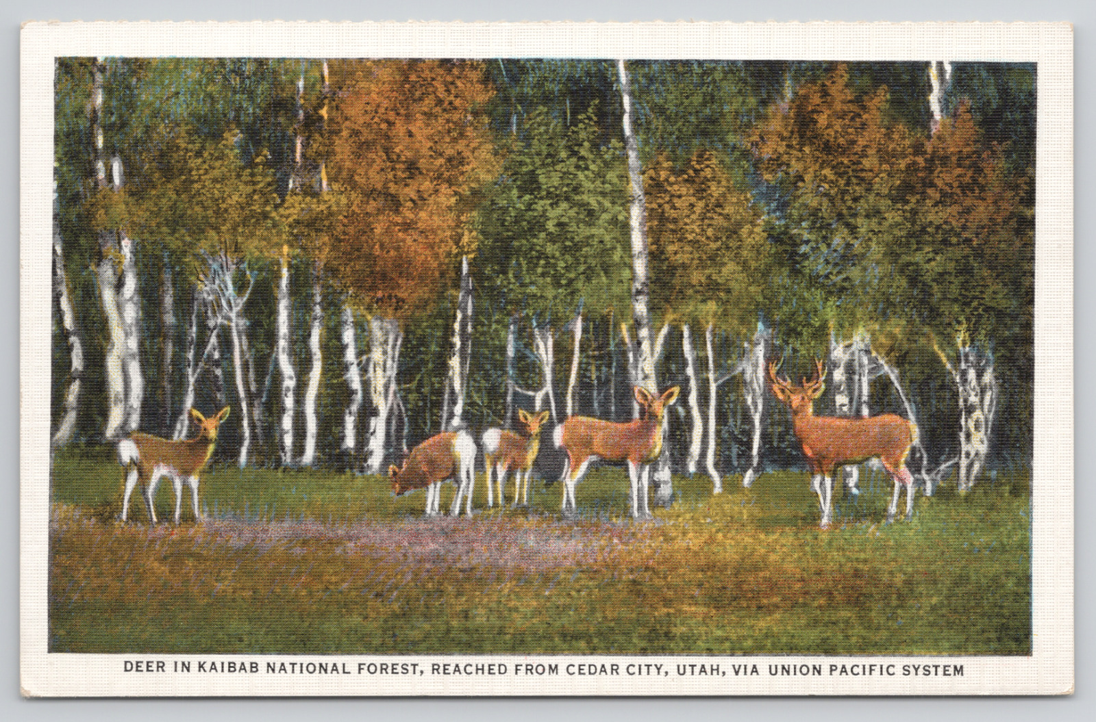 Cedar City Utah Deer In Kaibab National Forest Union Pacific RR Linen Postcard
