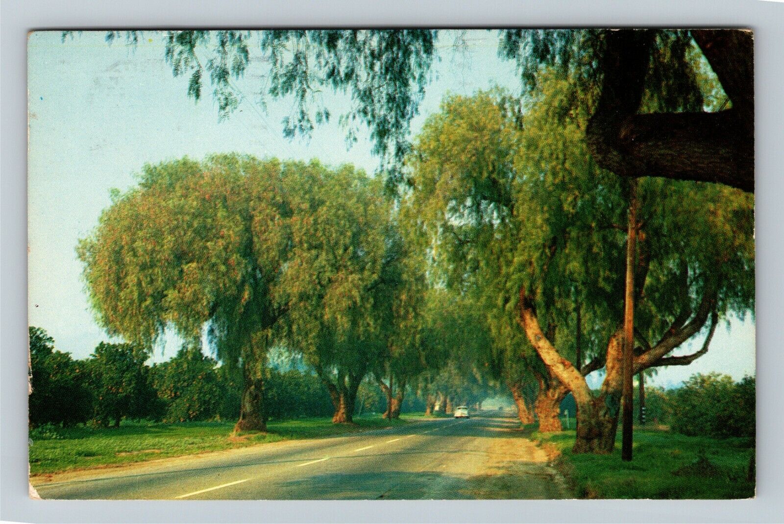 CA-California, Pepper Tree Lane,  c1961 Vintage Postcard