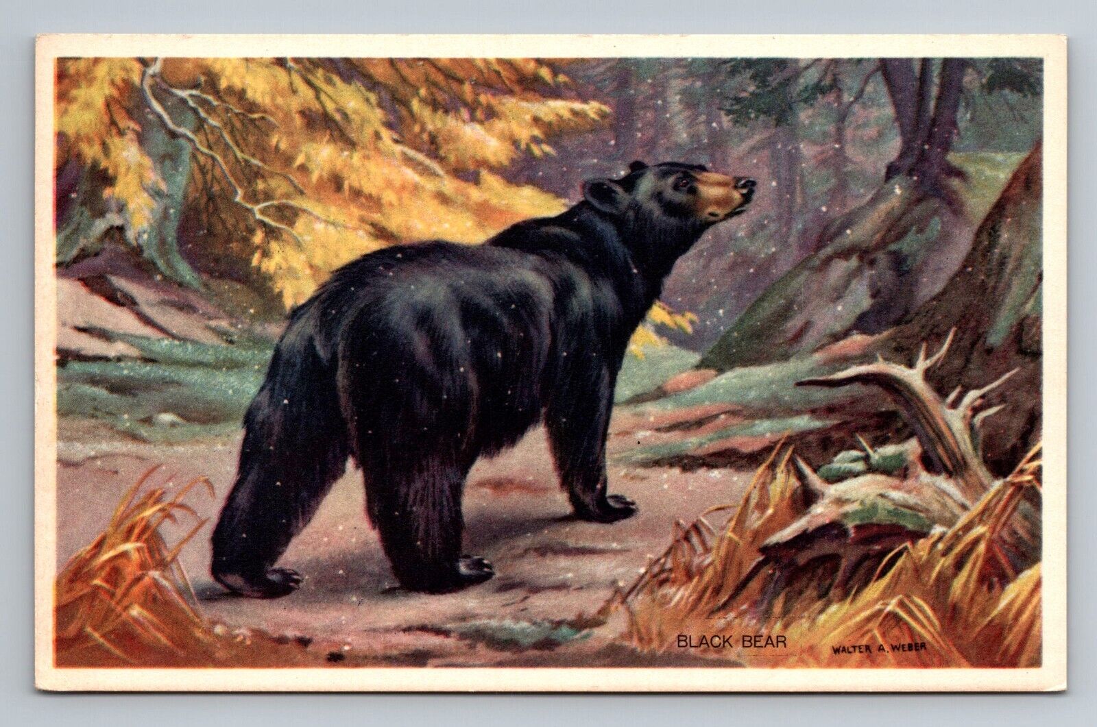 Postcard - Black Bear America's Wildlife Resources Walter A. Weber