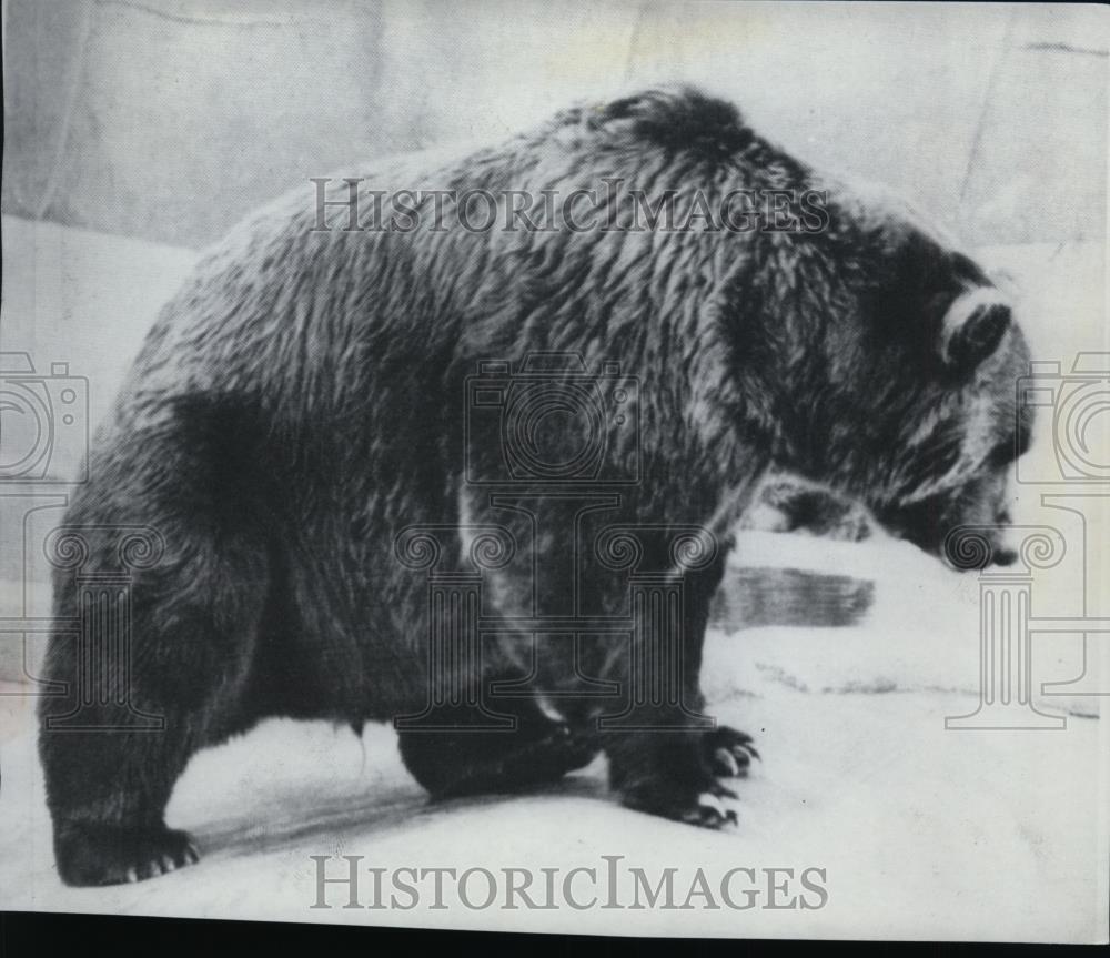 1968 Press Photo Animal Bear - spa23114