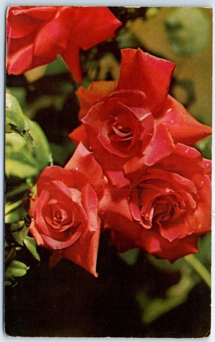 Postcard - American Beauty Rose