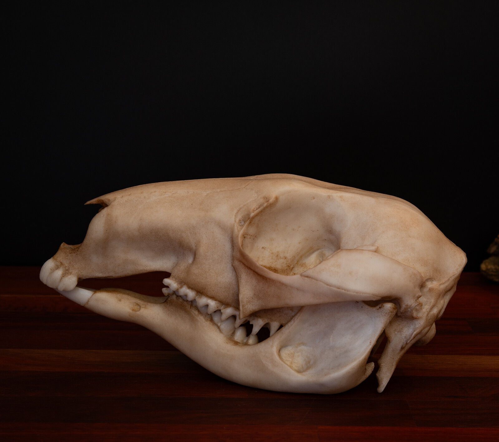 Kangaroo Skull-Replica - Resin Printed High Quality Piece - FREE delivery world