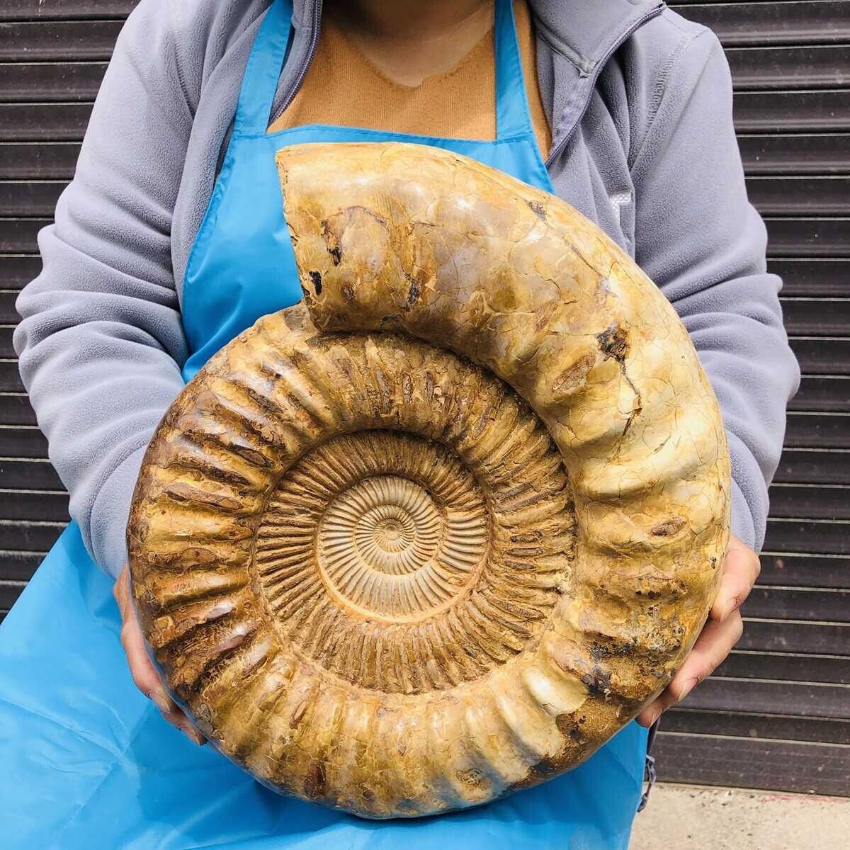 23.76LB TOP Natural Beautiful ammonite fossil conch Crystal specimen heals 1141