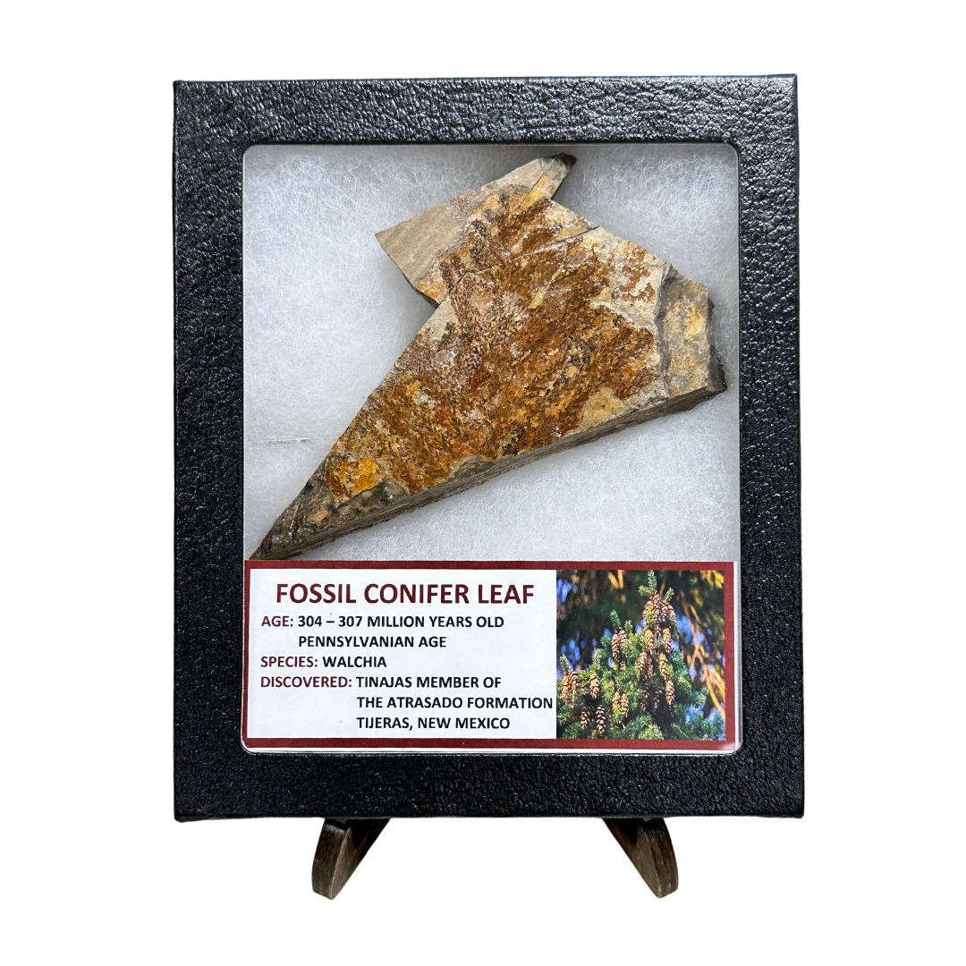 Fossil Conifer Leaf