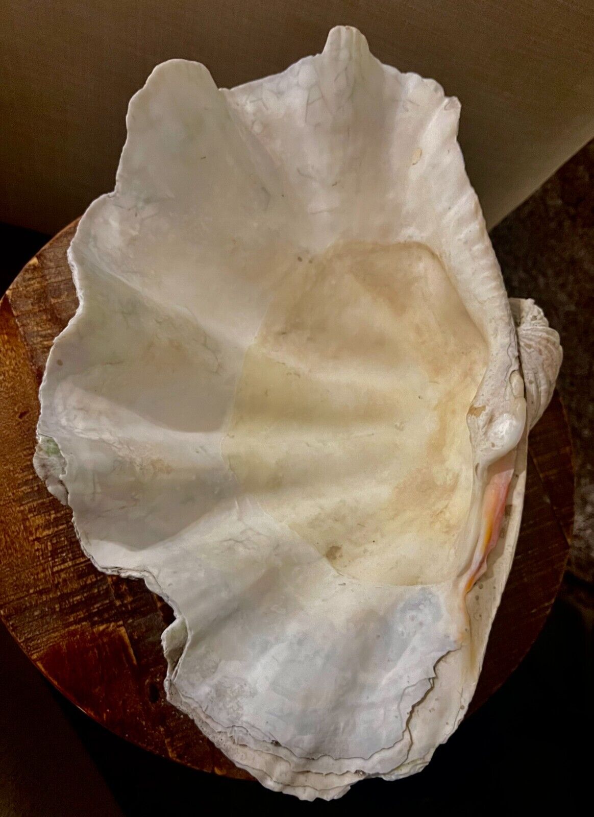 SALE - RARE Stunning 'Tridacna Gigas’ Giant Clam Shell Fossil - 19x13