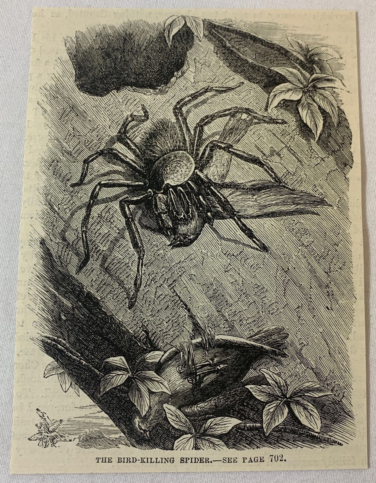 1876 magazine engraving~ BIRD KILLING SPIDER Goliath birdeater
