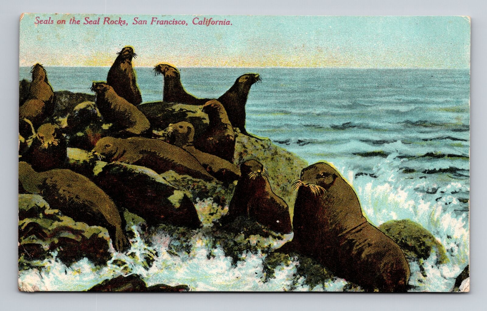 DB Postcard San Francisco CA Seals on Seal Rocks