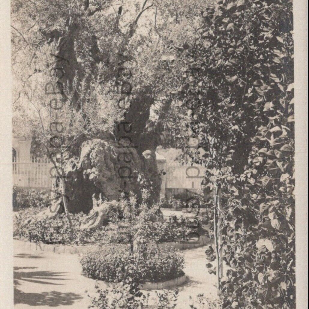Vintage 1900s RPPC Gethsemane Garden Jerusalem Israel Palestine Postcard