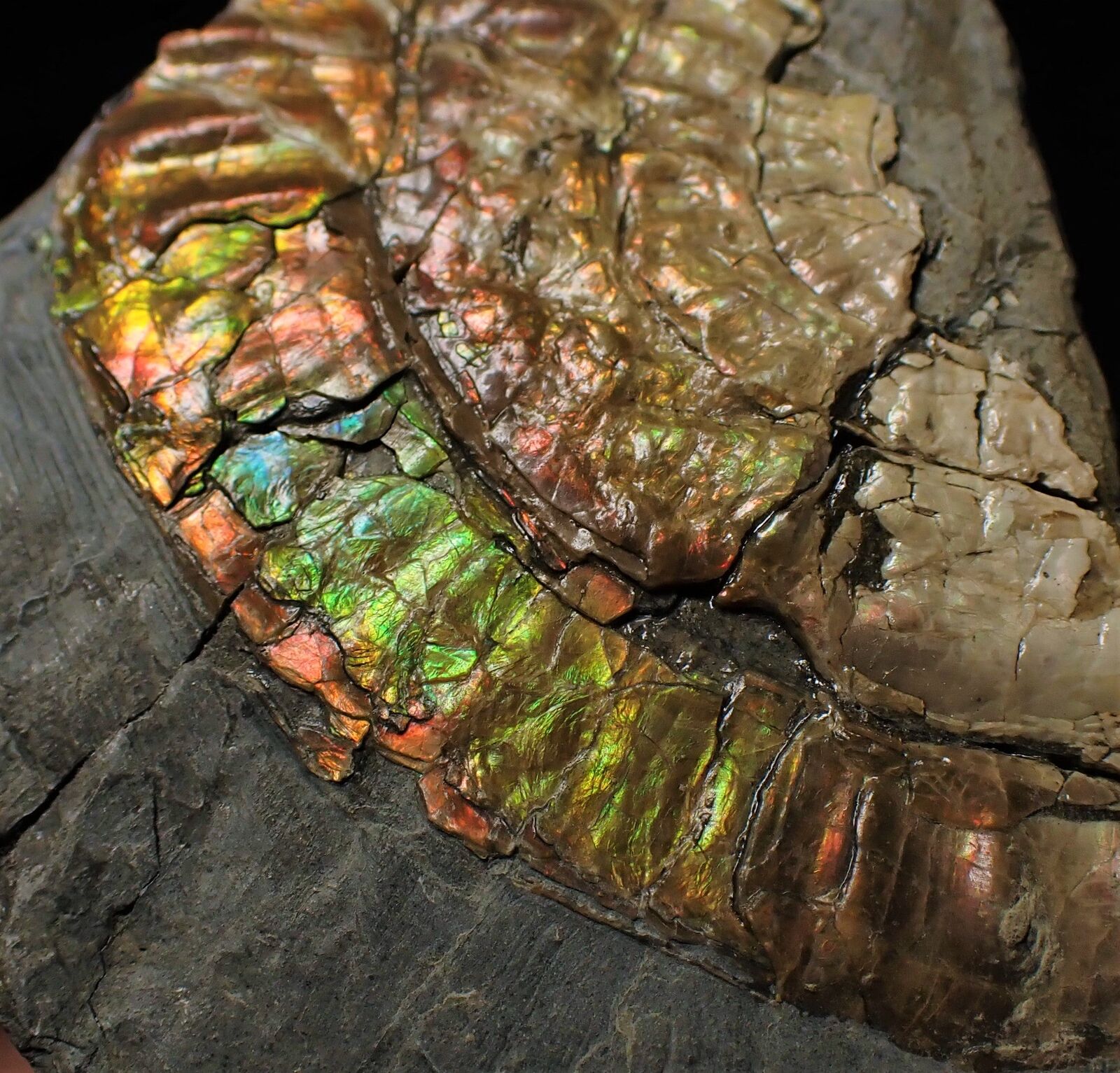 Fiery iridescent Caloceras display ammonite fossil Ammolite UK Jurassic crystals