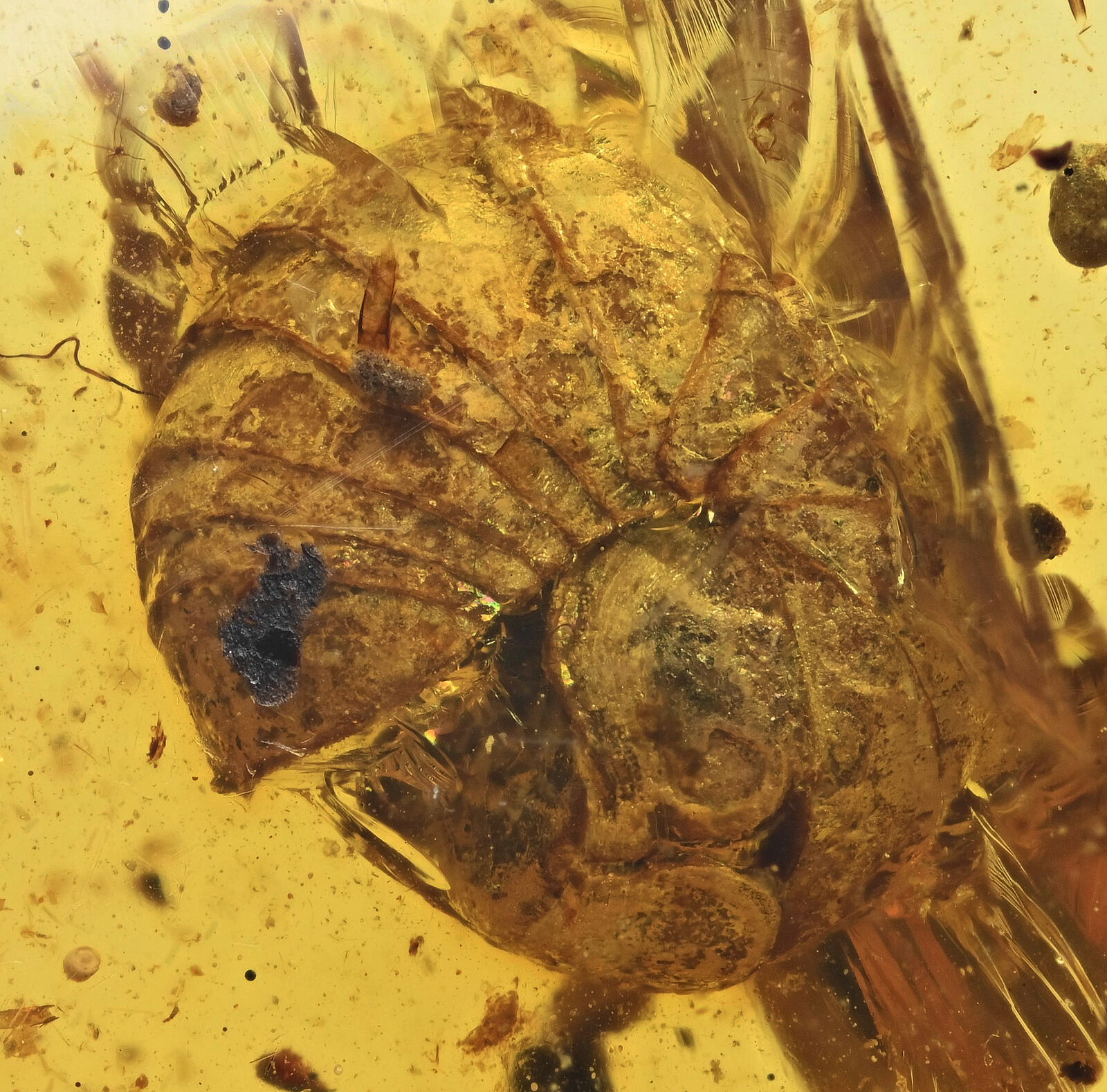 Curled Terrestrial Crustacean (Isopod), Fossil inclusion in Burmese Amber