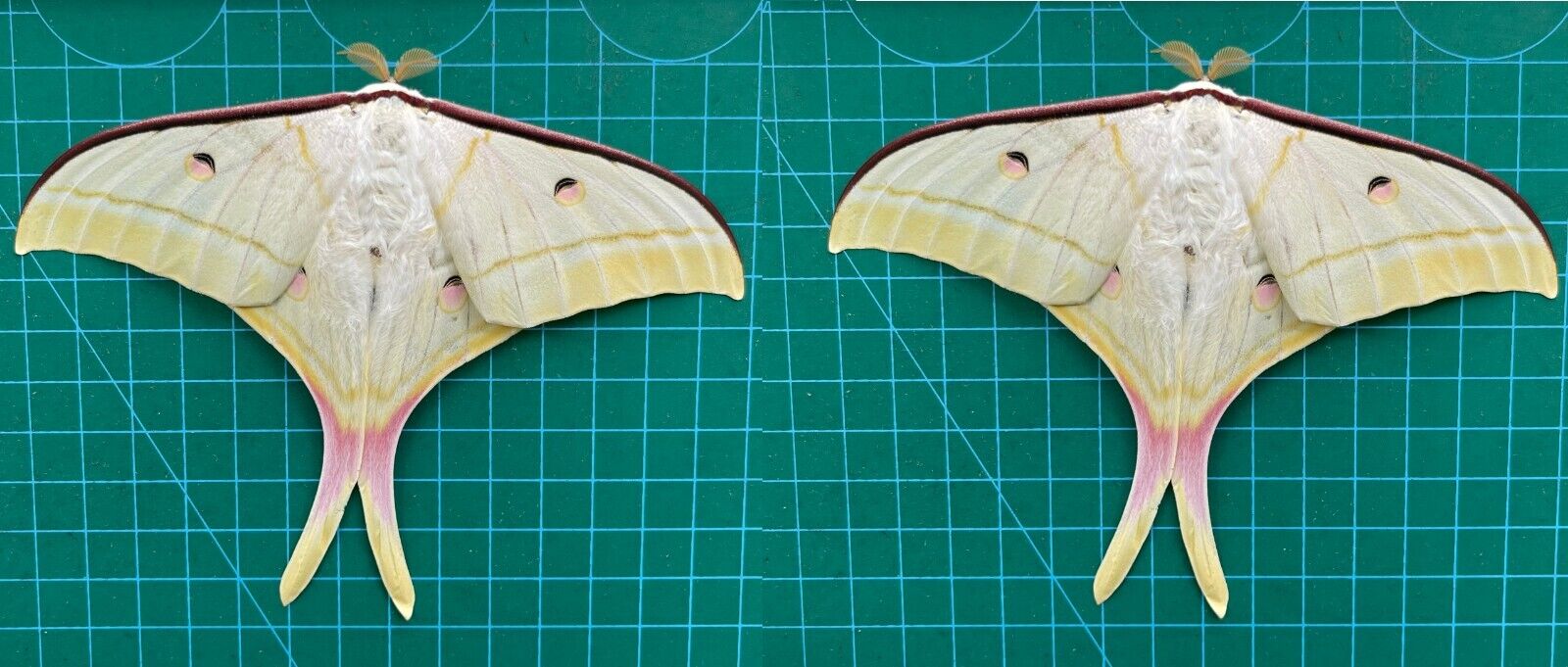 2 Real Luna Moth Spread Taxidermy Insect Specimen Art Entomology Collection