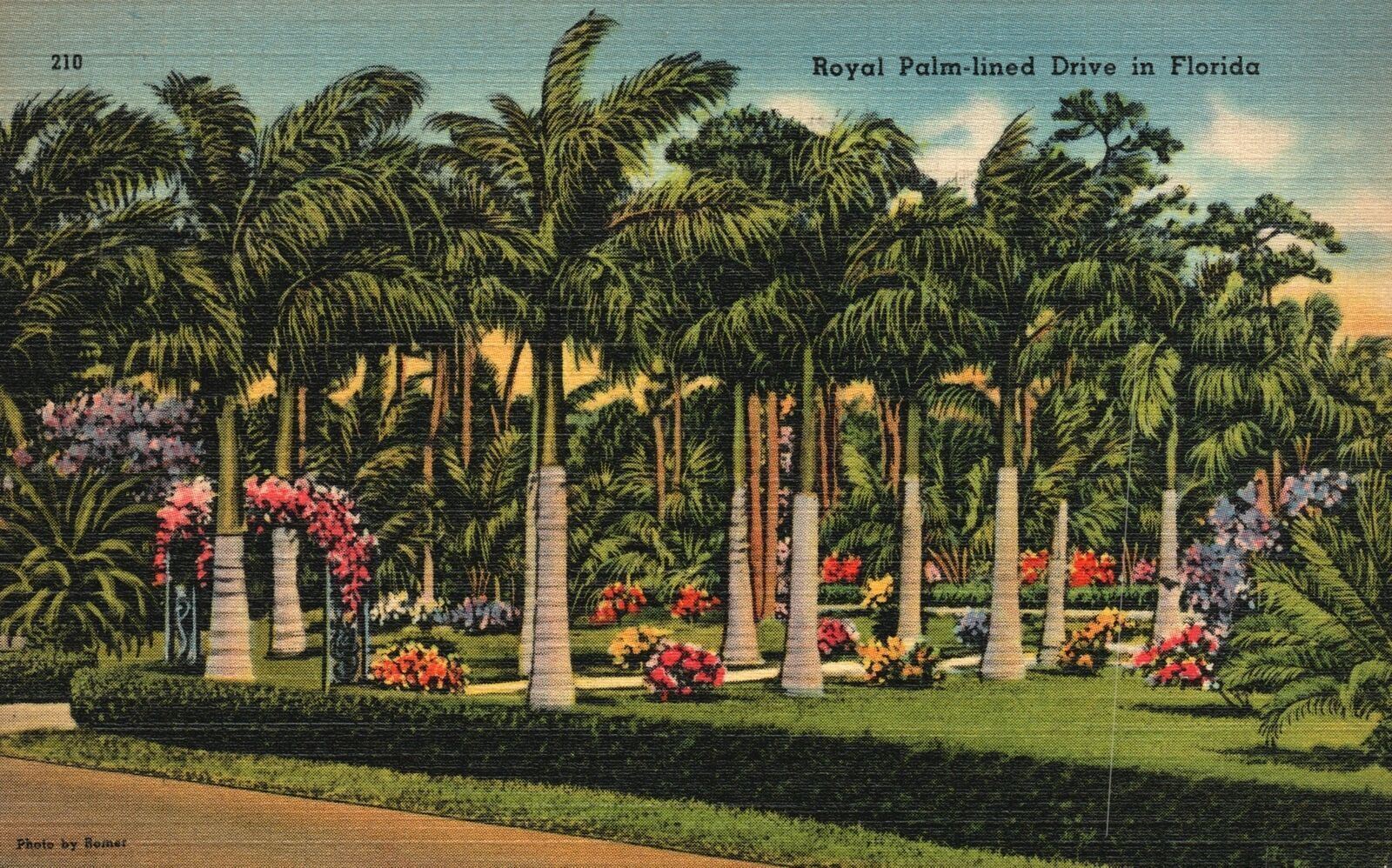 Vintage Postcard 1941 Royal Palm-Lined Drive Landscaped Flower Gardens Florida