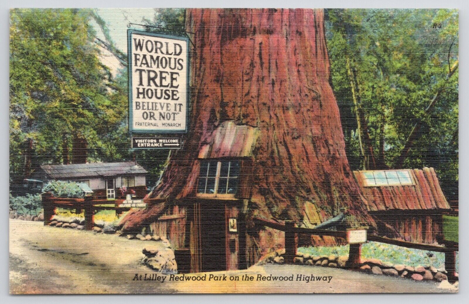 California Redwood Highway Lilley Redwood Park Big Trees Linen Postcard