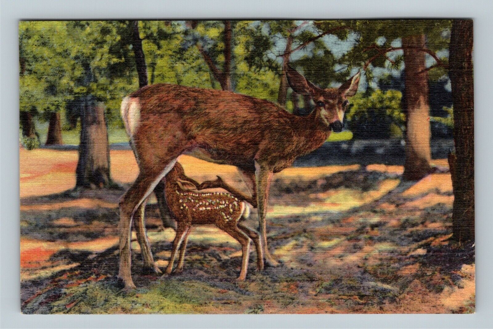 Grand Canyon National Park AZ, Deer & Fawn, Arizona Vintage Postcard