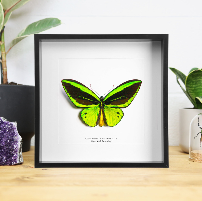 Cape York Birdwing Butterfly Handcrafted Frame - Entomology Taxidermy Butterfly