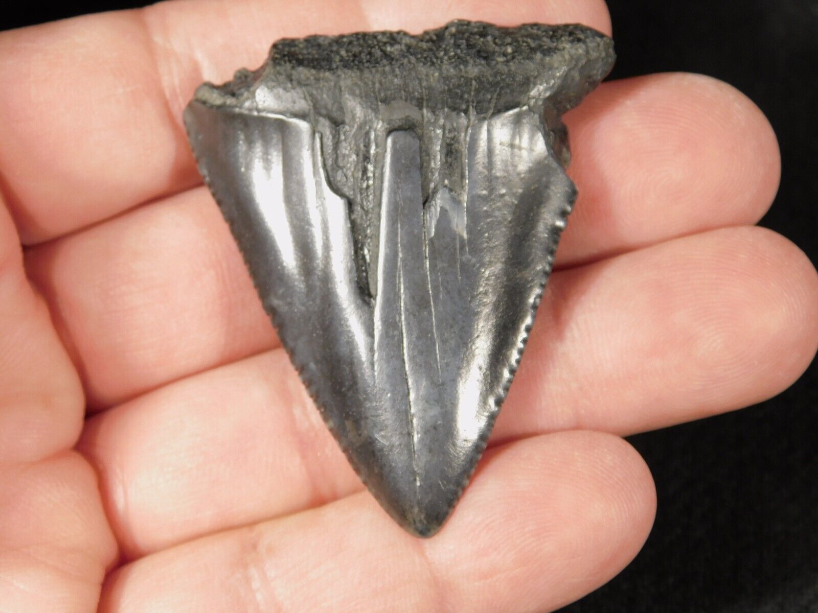 Larger ANCESTRAL Great White SHARK Tooth Fossil 100% Natural 22.5gr