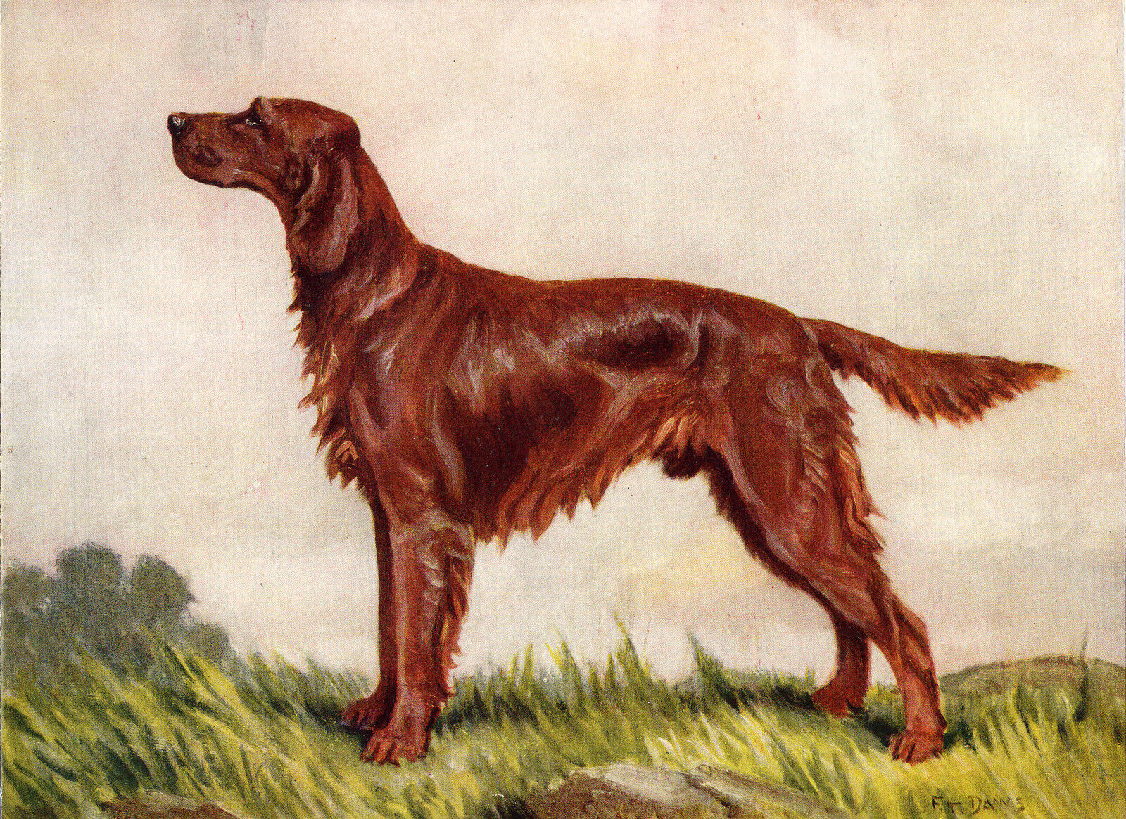 IRISH SETTER OLD DOG COLOUR ART PRINT PAGE FROM 1934 BY F. T. DAWS