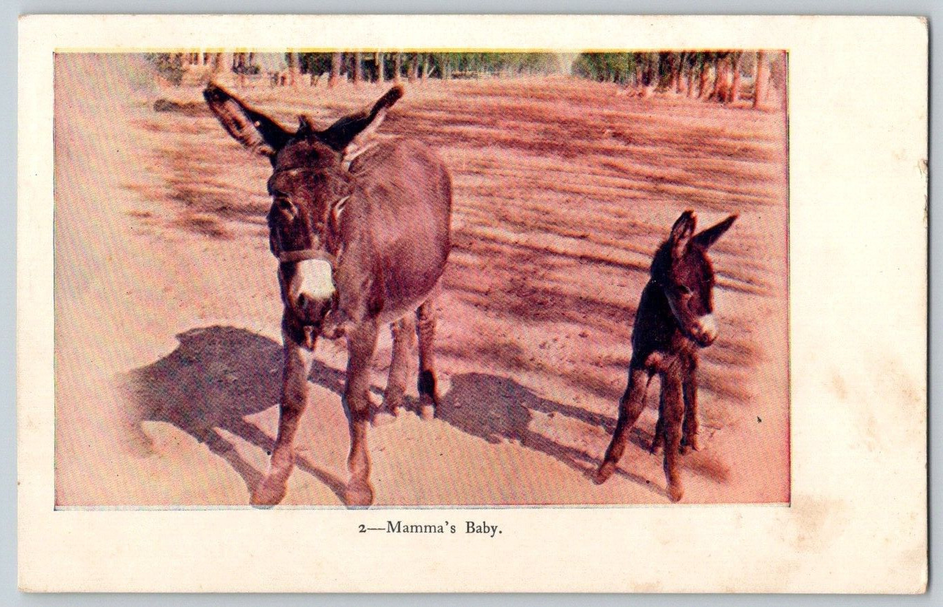 Embossed Undivided Back Postcard~ Mamma's Baby~ Donkeys, Mules, Burros