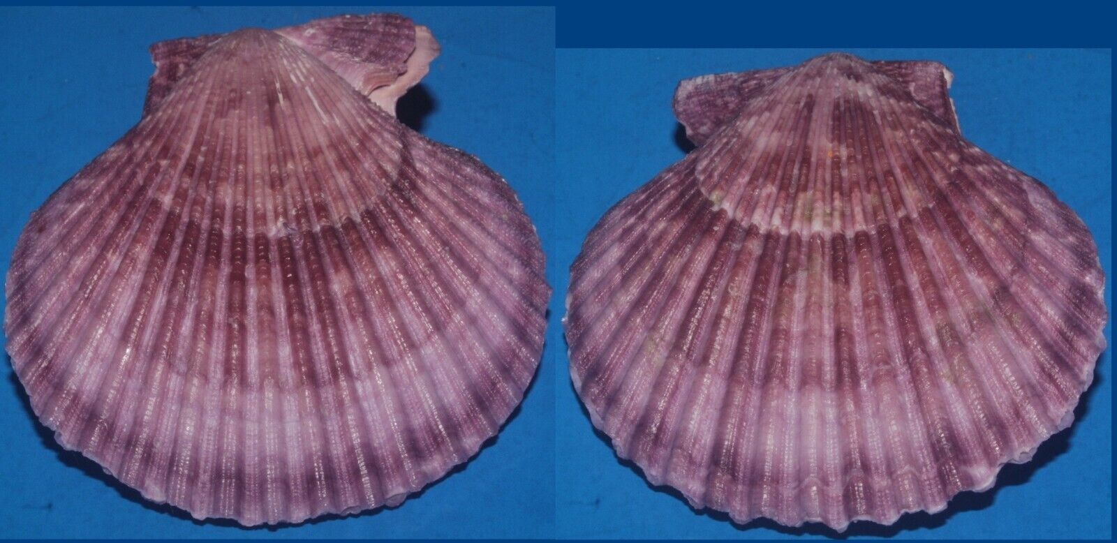 Tonyshells Seashells Mimachlamys gloriosa GLORY SCALLOP 74mm F+++/gem