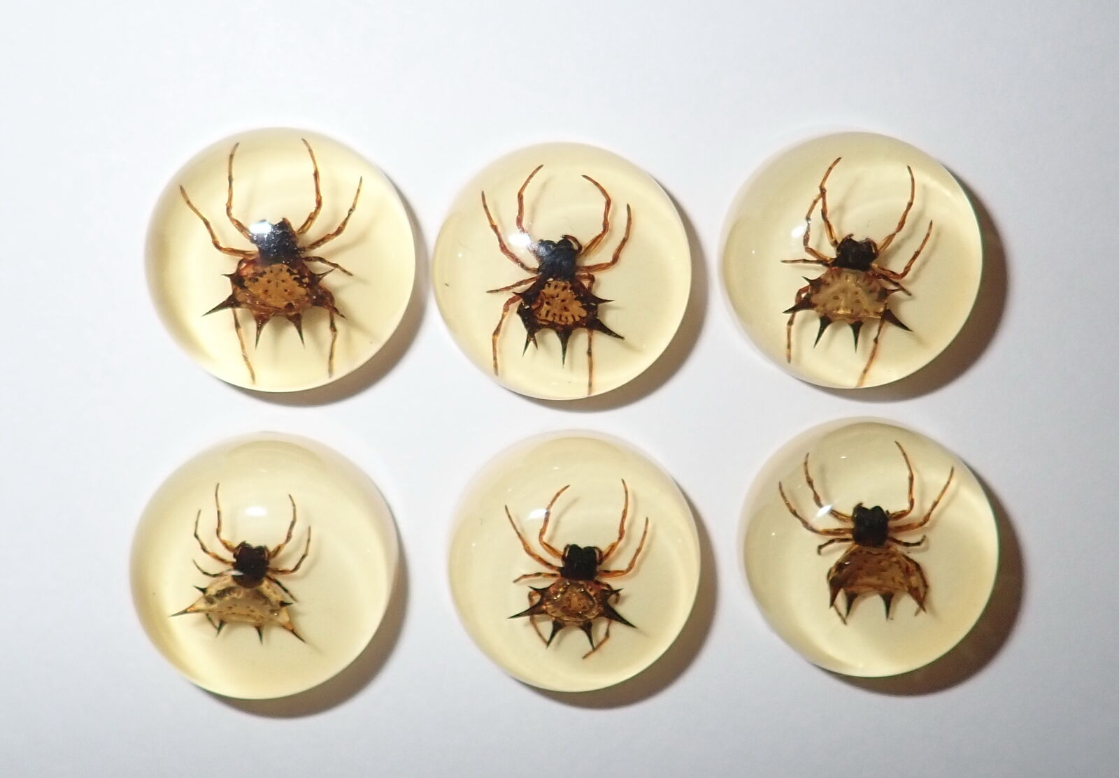 Resin Cabochon Round 19 mm Spiny Spider Amber White Bottom 50 Pieces Lot