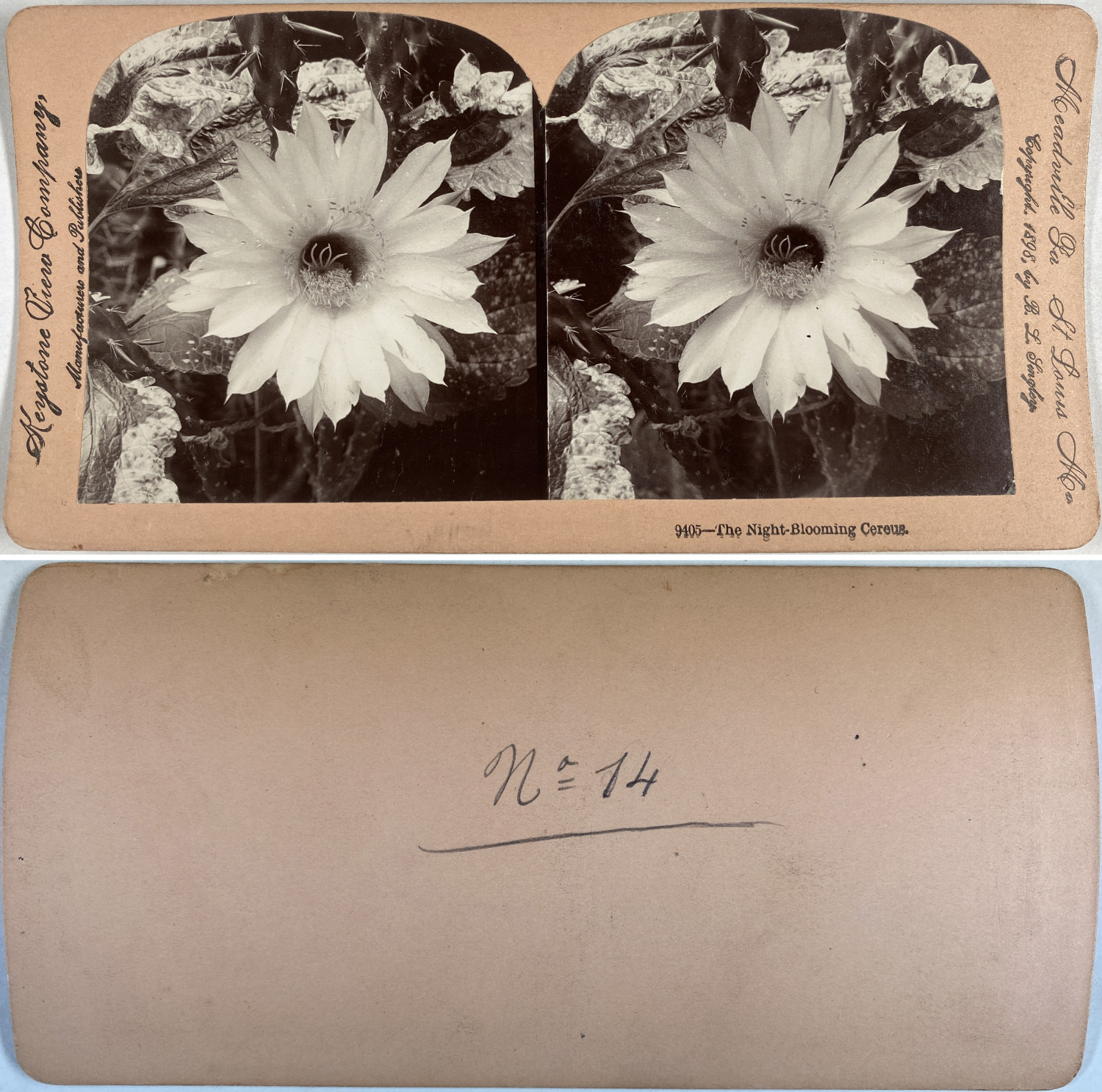 Flower, Night-blooming cereus, Vintage Albumen Print, 1898, Stereo Print Vintage
